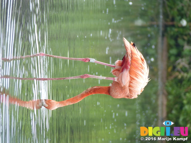 FZ029597 Caribbean Flamingos (Phoenicopterus ruber)